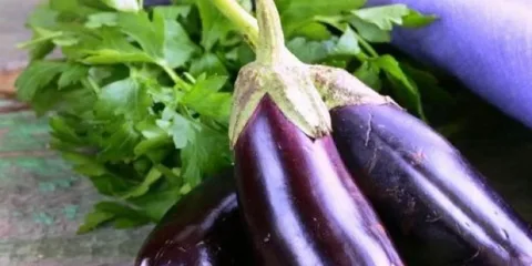 تصویر 3 از فروش ویژه + قیمت ارزان بادمجان لامپی درجه دو